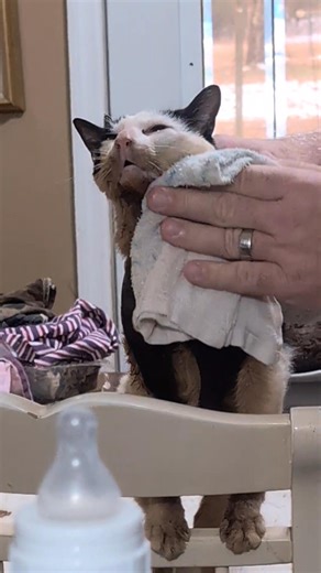 Breakfast time for Tilly. 😻 For those of you that have asked if she can meow, she does in this video. Usually when I turn the camera on she refuses to talk, as soon as I put the phone down, she talks up a storm 🤦‍♀️😹. For those of you that are new, Tilly was born without a tongue. She will be 5 yrs old in May. She is fed a can of cat food pureed with a can of water. She eats from a baby bottle. She does still try to groom, I wish we could turn that instinct off, but we can't. The enzymes in h