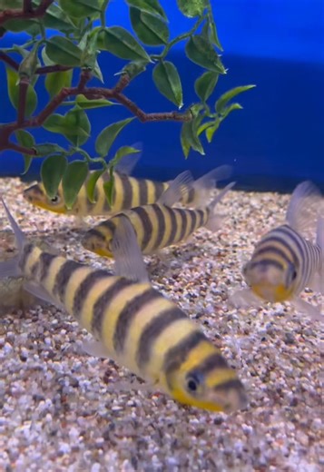 3.6K views · 34 reactions | Banded Leporinus  #grosvenortropicals #freshwateraquarium #cichild #cichlids #cichlidsofinstagram | Grosvenor Tropicals | Facebook