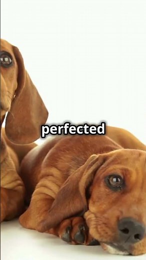 Top 5 Funniest Dog Breeds: Hilarious Traits That Will Make You Smile!