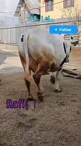 ✅#Alhamdulillah_Sold_Out_To_Baramulla_Sheer https://maps.app.goo.gl/Jnf3ws2utvicPhMd7 #reelsvideoシ #reelsfypシ #viralreelschallenge #everyonefollowers #animals | Rafiq Dairy farm