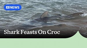Shark vs Croc 🦈🐊 Alice and Mackenzie were down at Town Beach in Nhulunbuy when they came across a shark making a meal of a croc. 🎥 Alice Bedwell and Mackenzie Cunningham Download the ABC NEWS App: https://ab.co/abcnewsapp Subscribe to ABC Newsmail: https://ab.co/abcnewsmail | ABC Darwin