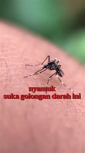 ternyata nyamuk suka golongan darah ini #faktaunik #faktahewan #facts #fyp #shortvideo