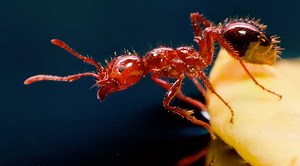 297K views · 732 reactions | This is how ants are able to band together to survive floods. | ScienceTake | Facebook