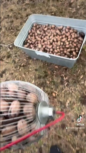 How to pick up pecans and other nuts fast and easy. #nutgatherer #tool #yardwork #howto