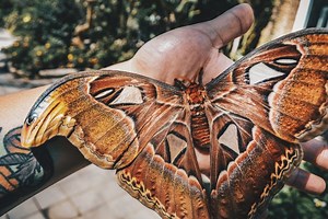 Nocne motyle są jeszcze poczwarkami. Oczekiwanie w Jaworzu