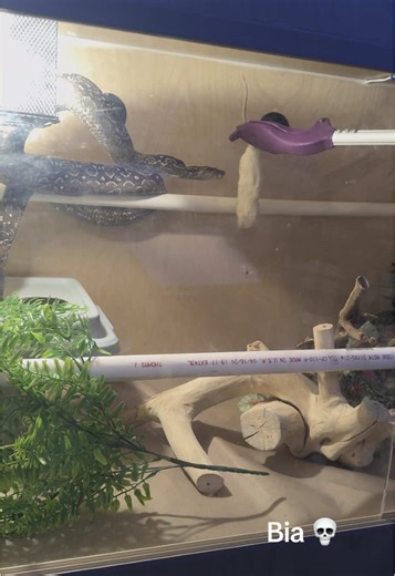 Feeding Argentine Boa Constrictors and Emerald Tree Boa