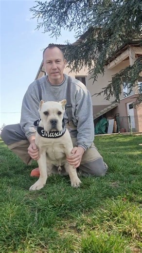 White cane corso transformation from puppy to adult #whitecanecorso , #strawcanecorso , #canecorso