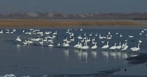 Waterbirds gather along Xinjiang's Tarim River as ice melts