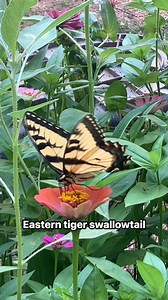 🦋 Eastern Tiger Swallowtail spotted in the garden today, a true symbol of summertime grace. This striking butterfly isn't just a beauty, it’s also a vital pollinator and a sign of a healthy ecosystem🌿 Host plants include tulip tree, wild cherry, sweetbay magnolia, ash, birch, cottonwood, willow, and others. Their caterpillars rely on these native trees to grow and thrive, reminding us that what we plant truly matters. Let your yard be a sanctuary for more than just people #TigerSwallowtail #Na