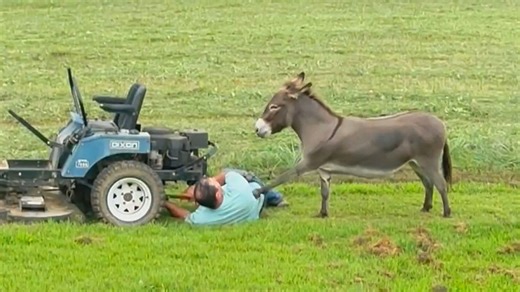 Man tries to fix his lawnmower - while pet donkey demands attention