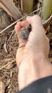 Caught a palm mouse #mouse #trees #palmtrees | Jason Smith