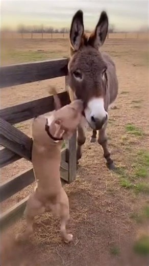 Pitbull and Donkey’s Friendship Is So Deep 💖