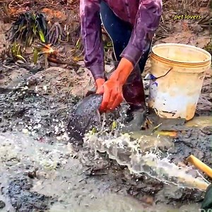 Amazing Catching & Catfish Using Pump Water - How To Catching A lot Catfish Under Muddy | Pet Lovers