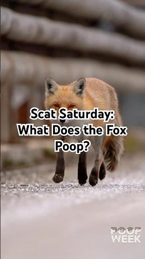 Scat Saturday: What Does the Fox Poop? (Poop Week)