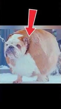 EVERYONE IN THIS CITY IS OVERWEIGHT