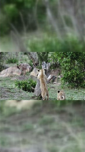 Young Lion Cubs Testing Their Climbing Skills #wildlife #savanna #adorable