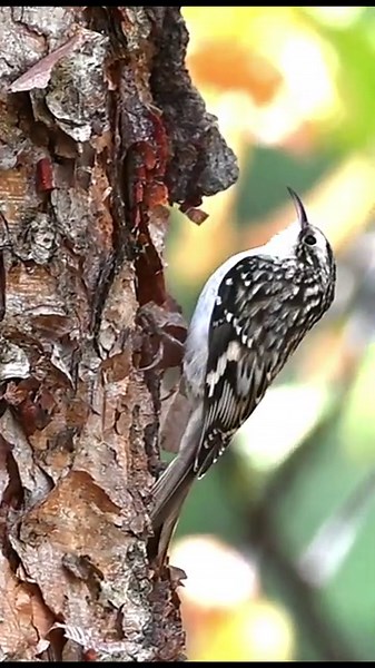 Little bird called Brown Creeper
