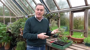 How to Pinch Out Sweet Peas with Pots & Trowels - Darlac Ltd