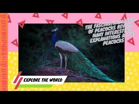 The Fascinating Lives of Peacocks | Explore the world