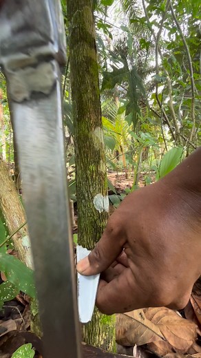 6.6K views · 20 reactions | “Secrets of the Wild Trees — First Time Tapping in the Deep Forest!” . #WildTreeTapping #ForestExploration #NatureDiscovery #RealForestLife | SofKey Channel | Facebook