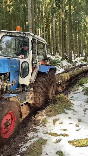 ZT300 Wald Thüringer Wald Holzrücken Finsterbergen