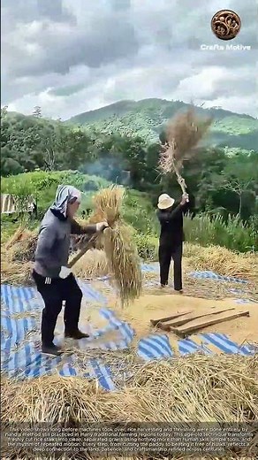 Ancient Farming Techniques Threshing Rice Paddy Manually: How Rice Is Harvested & Threshed by Hand