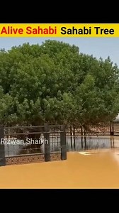 Sahabi Tree 🌲 // Rizwan Shaikh//please Follow #sahabitree | Rizwan Shaikh