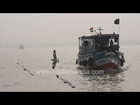 Gull-filled waters and boats captured from Gangasagar