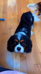 🎄First Advent Sunday 🕯️🕯️🕯️🕯️#goddenscavaliers #lilysadventures #cavalier #dogsofinstagram #ofachiccertifiedparents | Goddens Cavaliers