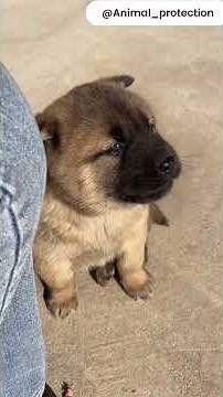 Funny Dogs – Funny Dogs Compilation – The Funniest Funny Dogs Ever 😂🐶