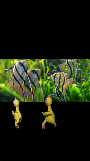 Tampa Bay Aquarium Society's Annual Auction | Tampa Bay Aquarium Society Events Page | Facebook