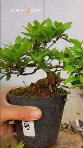Routine care of azalea bonsai trees #bonsai #bonsaitree #bonsaiart