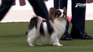 The wonderful Papillon Sophia takes the win in the Toy Group, ending an incredible day of competition! 🐾🎉 #Crufts #Crufts2025 | Crufts