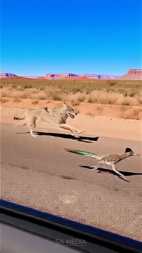 Pumpkin Pals on Instagram: "Coyote Fails to Catch Roadrunner 😂🦊🐦 | Arizona Highway Moment Goes Viral! A hilarious wildlife moment from an Arizona highway is going viral! A speedy roadrunner easily outruns a coyote in a real-life chase that looks straight out of a cartoon. Drivers captured the moment as the coyote tried its best but couldn’t keep up with the roadrunner’s lightning speed. Viewers are loving this funny, natural, totally unexpected desert encounter. Perfect for animal lovers and 