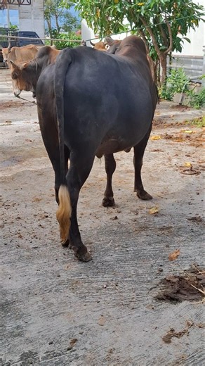 calon sapi jumbo, sapi brahman #bull #cow #sapilucu #sapijoget