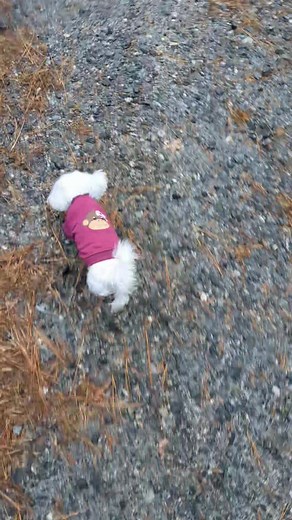 7.7K views · 1.2K reactions | Roxy Rose ::::::::  Mommy, did I hear...