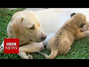 The little lion cub raised by a dog- BBC News