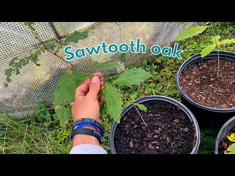 How to grow a Sawtooth oak tree from seed