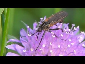 Empididae visits flower. Tanzfliege beim Blütenbesuch