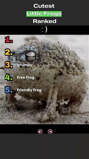 Cutest Little Frogs