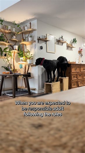 Finding the Cheat Code to Adulting