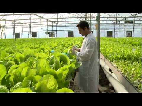 Hydroponic lettuce greenhouse factory -- Automated