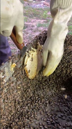 Collecting Natural Honeycomb for Pure Golden Honey 🍯🐝