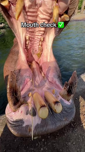 He did not need to tickle bro’s tongue #hippo #wtf #shoutoutot (via zookeeperguy/IG)