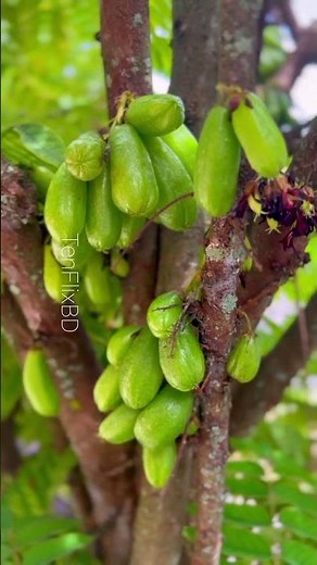Unbelievable Asian Fruits and Vegetables You’ve Never Seen Before 😱#Nature #trending #short