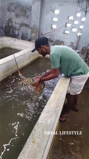 Showcasing Unique Lobster Characteristics Underwater