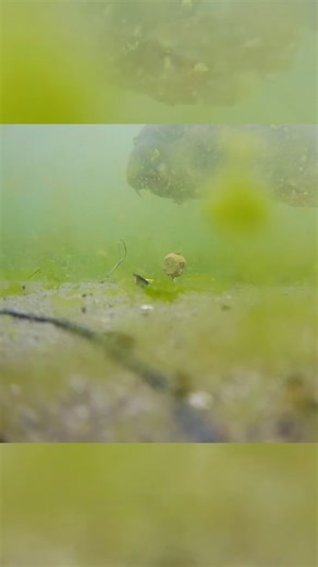 Underwater Fishing Camera Experiment with Deeper Smart Sonar & Westin Escape Cam