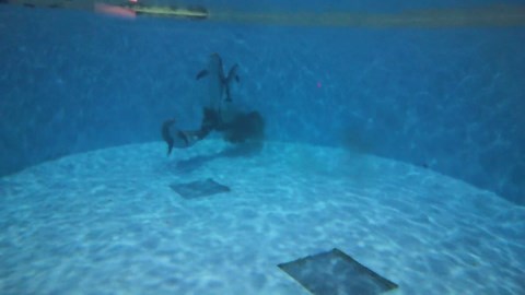 Video shows bottlenose dolphin calf born at Brookfield Zoo Chicago