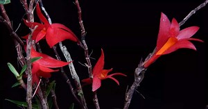D'incroyables arbres souterrains et une orchidée volcanique parmi les découvertes botaniques en 2023