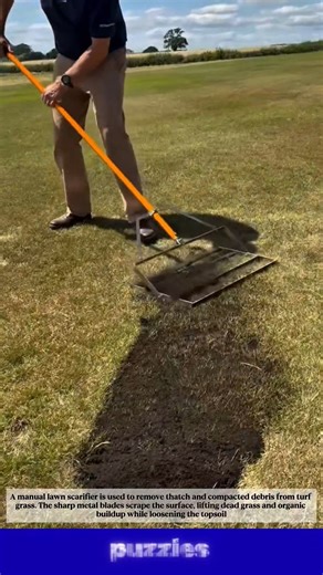 Manual Lawn Scarifier Removes Thatch Perfectly | Satisfying Turf Care #shorts